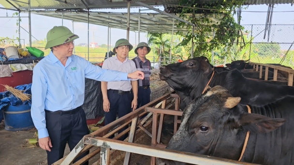 Sau lũ, cần sát trùng để trống chuồng trại đến 15 ngày mới tái đàn