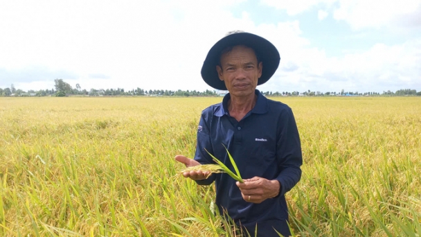 Hau Giang Province expands low-emission rice production for the winter-spring crop