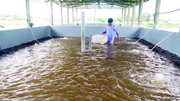 High-tech and climate resilience shrimp farming