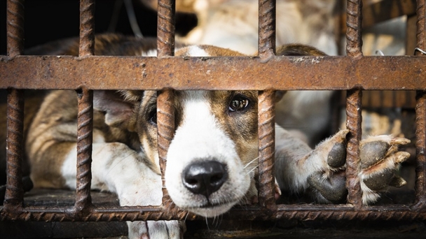 Possible pilot of non-dog and cat meat trade and consumption in regions with high tourism appeal