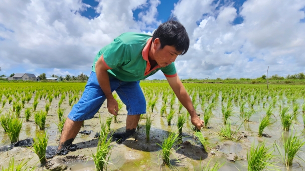 Mekong Delta rice soil under great pressure due to intensive cultivation