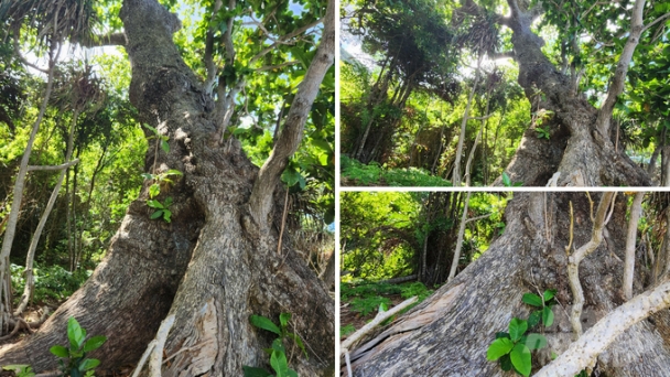 Con Dao receives recognition for 24 additional heritage trees