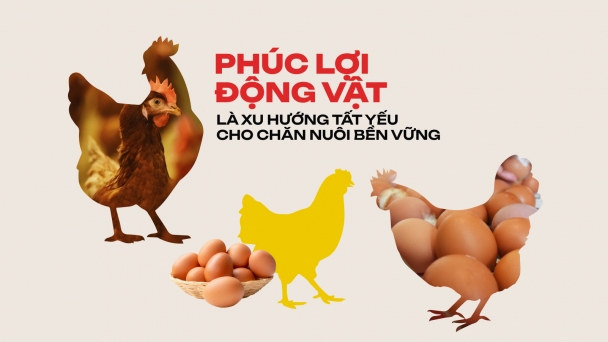 Phúc lợi động vật là xu hướng tất yếu cho chăn nuôi bền vững