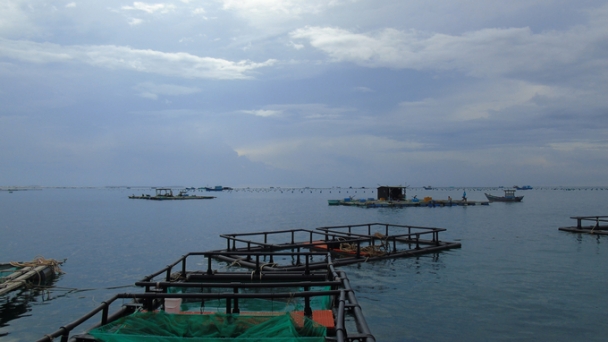 Developing a model for pearl grouper farming in HDPE cages