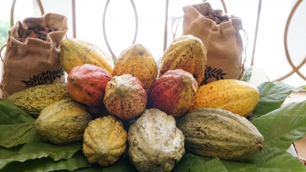 It is necessary to focus on improving the quality and deep processing of cocoa