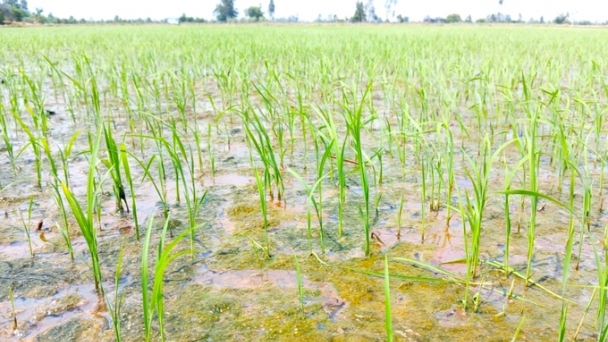 Farmers' tips for eliminating algae and moss in rice fields