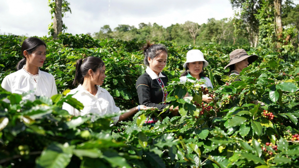 Hành trình trẻ hóa, nâng tầm cà phê đặc sản Khe Sanh