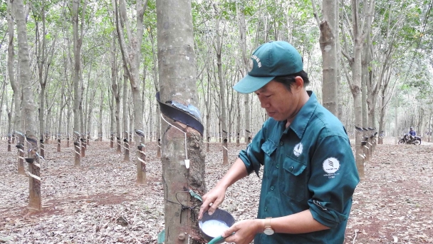 Rubber prices surge following Typhoon Yagi