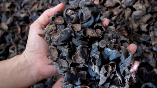 Starting a business with organic fertilizer made from water caltrop husks