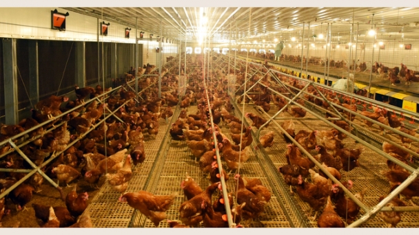 Humane livestock farming for a more humane future in the food industry