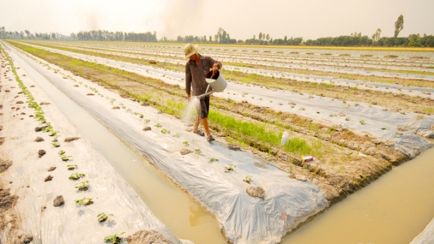 Low-emission farming to restore paddy soil's health