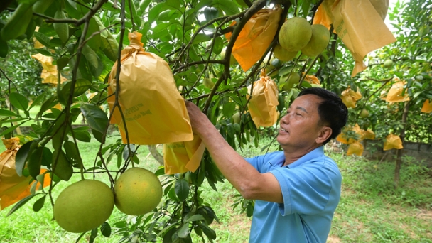 Tan Lac red pomelo reaches international markets through biological safety