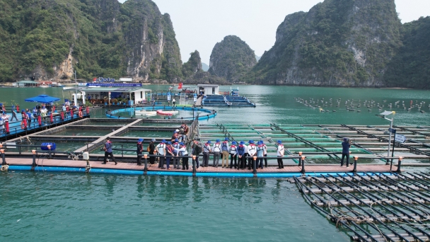 Reviving Quang Ninh's marine farming industry: No fear of losing cages to big storms