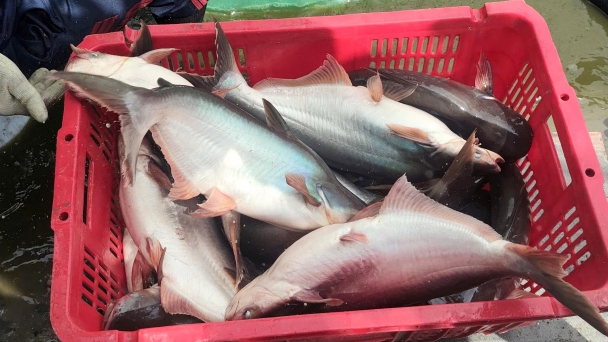 Vietnam ranks second in white fish exports to China thanks to catfish