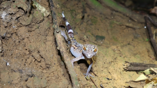 Cat Ba tiger gecko: an endemic species in need of effective conservation