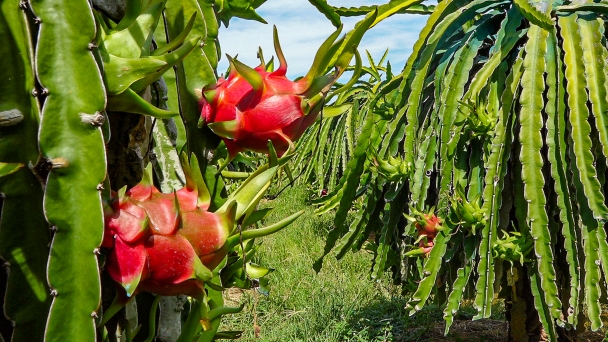 The export of Binh Thuan dragon fruit has increased in both quantity and value