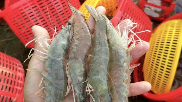 Despite facing lawsuits, the U.S. remains the largest market for Vietnamese seafood