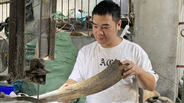 Importing African cattle horns for handicraft production