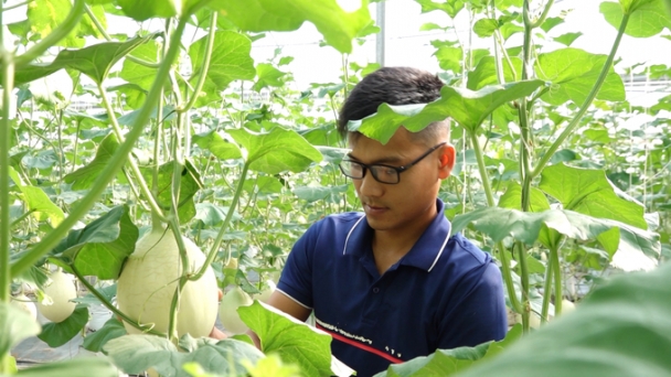 Greenhouse melon cultivation: High investment, significant benefits