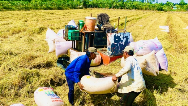 Building large-scale rice field, reducing 10-15% in cost, increasing 20-25% in value