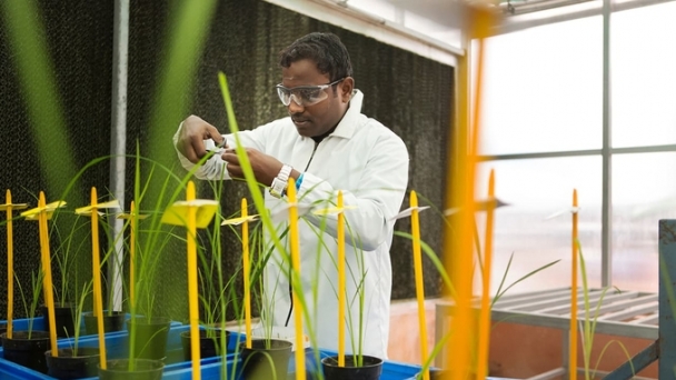 Lack of legal framework for genome-edited crops will put Vietnam at a disadvantage