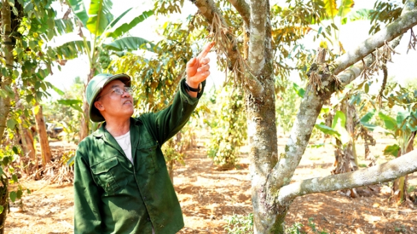 4.0 farmers in Dak Nong: Make a fortune by intercroping high-valued agricultural products