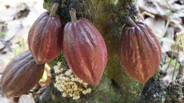 The price of Vietnamese cocoa reaches a record high, but the production reduces