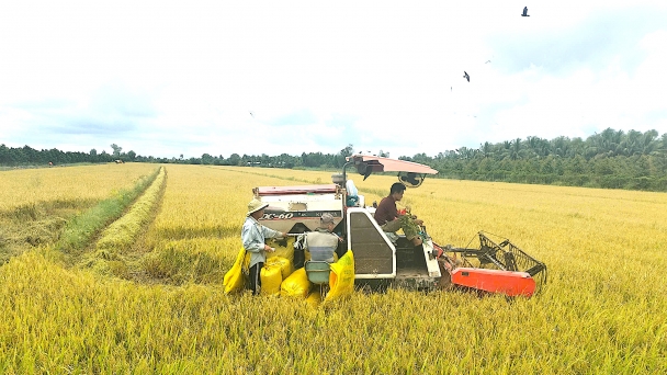 Rice production needs additional investment