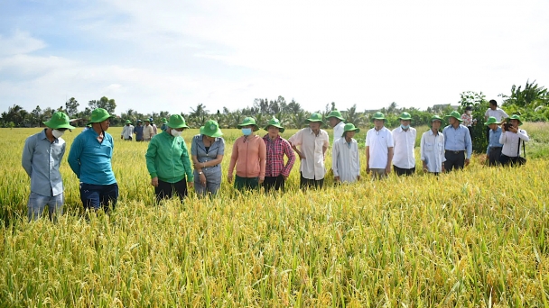 Rice industry: Leveraging advantages for development