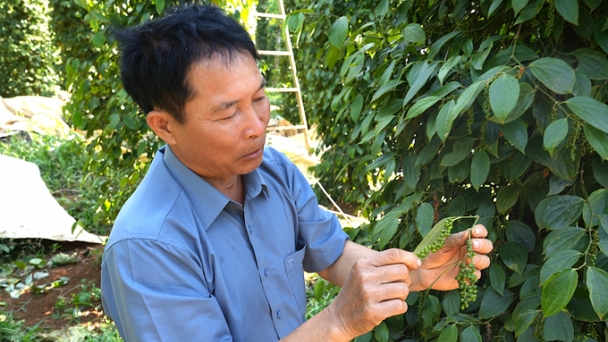 4.0 farmers in Dak Nong: Make a fortune due to sharpness and hard-working