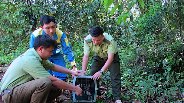 Efforts to protect forest ecosystems and wildlife