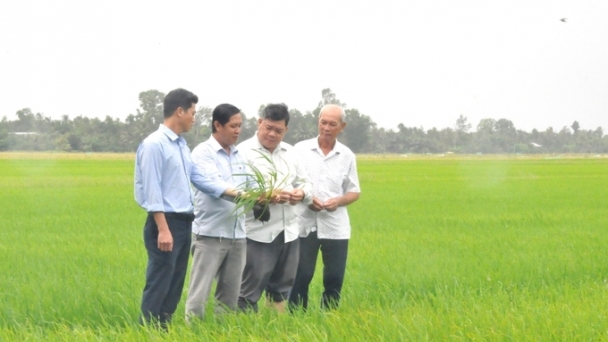 Community agricultural extension in association with sustainable rice value chain