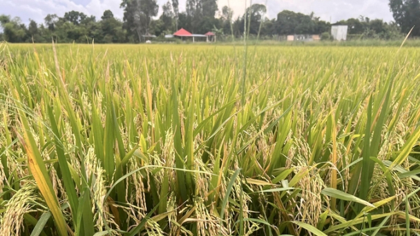 Vietnamese rice regains market share in the Philippines