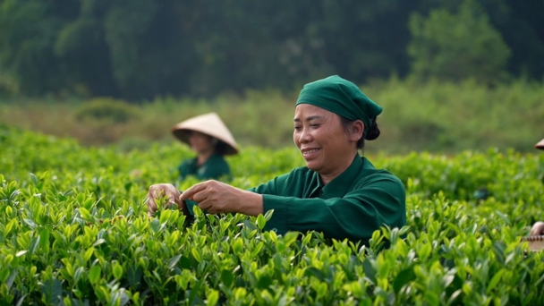 World tea market outlook, where does Vietnam stand?