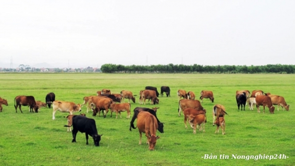 Quy mô chăn nuôi bò thịt có xu hướng giảm dù nhu cầu tiêu dùng tăng