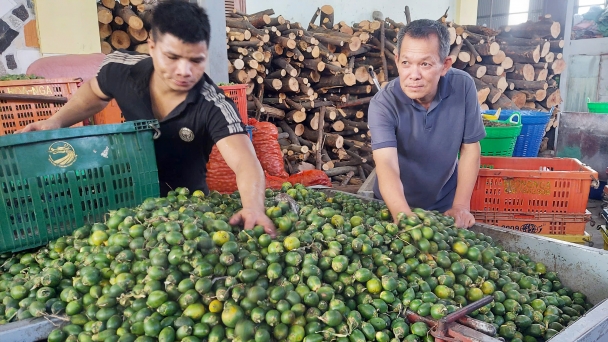 Precarious betel nut purchasing and exporting business: Vietnam’s largest betel nut export village