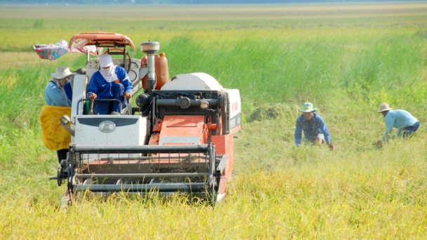 High-quality rice farming helps farmers increase income