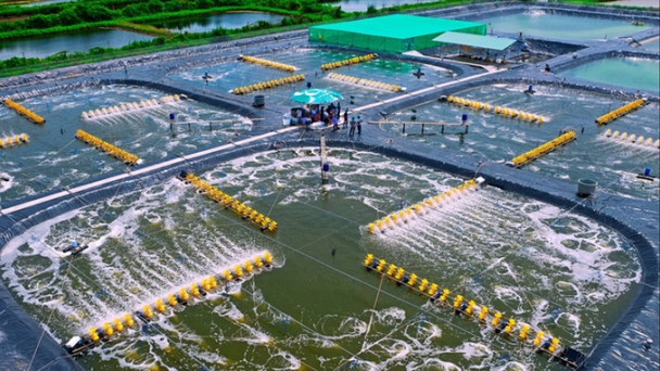 VietShrimp 2025 returns with the theme of 'greening aquaculture'