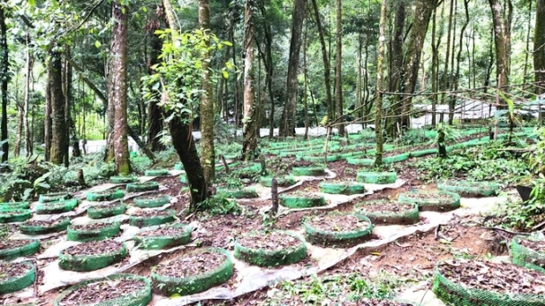 Expanding geographical indication protection for Ngoc Linh ginseng