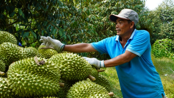 Enhancing quality control for durian exports from the input stage