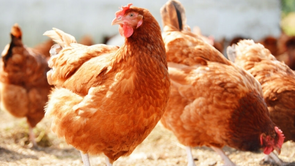 Tackling challenges in poultry health, welfare, and sustainability