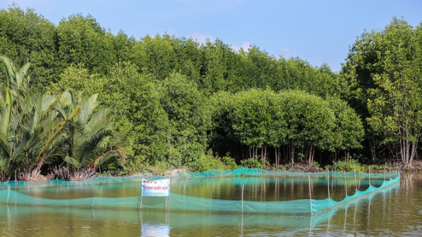 Utilizing the strengths of Ca Mau's mangrove forests