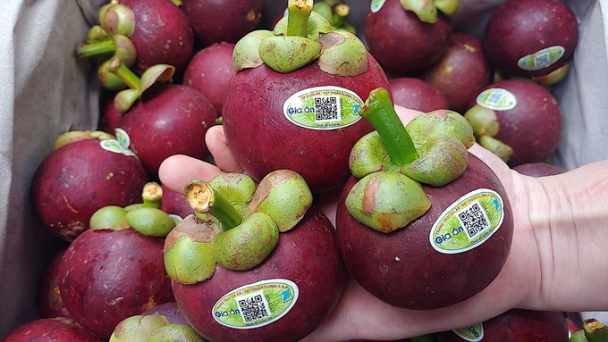 Organic mangosteen farm secures exceptionally high export prices