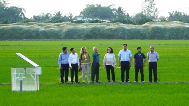 Can Tho seeks World Bank support for investment in high-quality rice production infrastructure