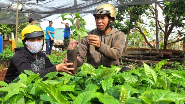 Gia Lai maintains 100,000 hectares of sustainable intensive coffee farming