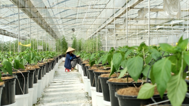 Greenhouse investment for Moc Chau: If done, must be substantial