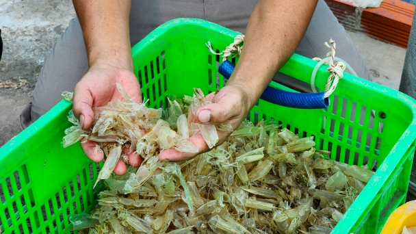 By-products of the shrimp industry could bring in billions of USD