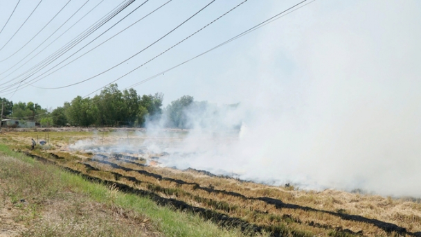 Stop field burning: Farmers enjoy increased income and fewer health worries