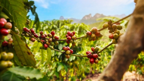 Businesses should pay attention to hedging prices through the coffee derivatives market