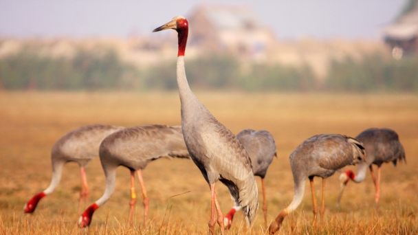 Tram Chim National Park to be the safe home for sarus cranes